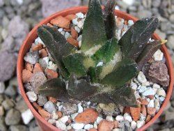 Ariocarpus scapharostrus Rayones, pot 5,5 cm - 12407157