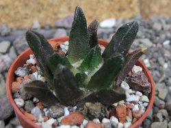 Ariocarpus scapharostrus Rayones, pot 5,5 cm - 12407158