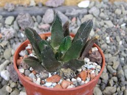 Ariocarpus scapharostrus Rayones, pot 5,5 cm - 12407159