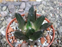 Ariocarpus scapharostrus Rayones, pot 5,5 cm - 12407160