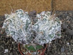 Astrophytum ornatum "Hakun" pot 5,5 cm - 12407161