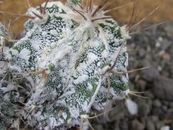 Astrophytum ornatum "Hakun" pot 5,5 cm - 12407162