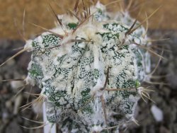 Astrophytum ornatum "Hakun" pot 5,5 cm - 12407163