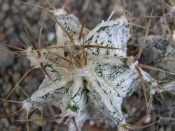 Astrophytum ornatum "Hakun" pot 5,5 cm - 12407164