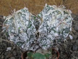 Astrophytum ornatum "Hakun" pot 5,5 cm