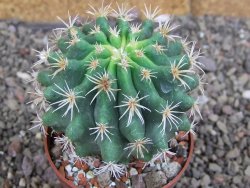Pelecyphora aseliphormis X Ferocactus - chimera pot 6,5 cm - 12407166