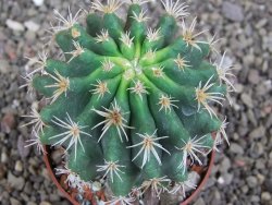 Pelecyphora aseliphormis X Ferocactus - chimera pot 6,5 cm - 12407167