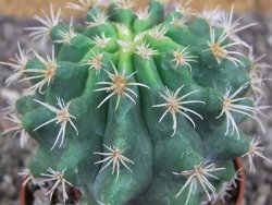 Pelecyphora aseliphormis X Ferocactus - chimera pot 6,5 cm