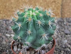 Pelecyphora aseliphormis X Ferocactus - chimera pot 6,5 cm - 12407169
