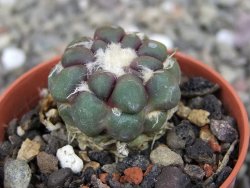 Cintia knizeii pot 5,5 cm - 12407183