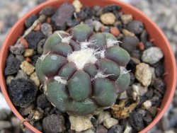 Cintia knizeii pot 5,5 cm - 12407184