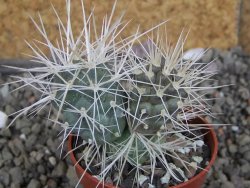 Tephrocactus alexanderi bruchii Ichihualasto, pot 5,5 cm - 12407186