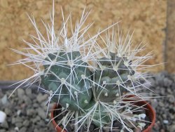 Tephrocactus alexanderi bruchii Ichihualasto, pot 5,5 cm - 12407188