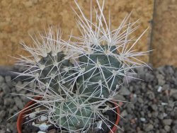 Tephrocactus alexanderi bruchii Ichihualasto, pot 5,5 cm - 12407189