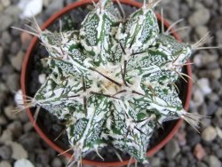 Astrophytum Dinosaur (Fukurio Hannya) pot 5,5 cm - 12407208