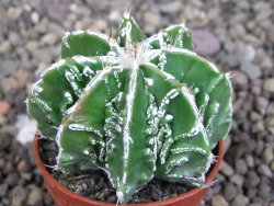 Astrophytum Dinosaur (Fukurio Hannya) pot 5,5 cm - 12407211