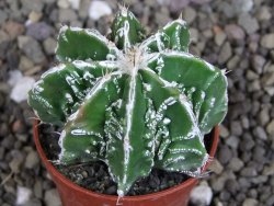 Astrophytum Dinosaur (Fukurio Hannya) pot 5,5 cm - 12407212
