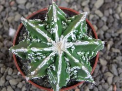 Astrophytum Dinosaur (Fukurio Hannya) pot 5,5 cm