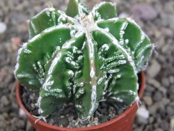 Astrophytum Dinosaur (Fukurio Hannya) pot 5,5 cm - 12407214
