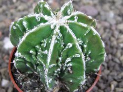 Astrophytum Dinosaur (Fukurio Hannya) pot 5,5 cm - 12407215