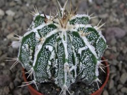 Astrophytum Dinosaur (Fukurio Hannya) pot 5,5 cm