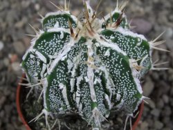 Astrophytum Dinosaur (Fukurio Hannya) pot 5,5 cm - 12407220