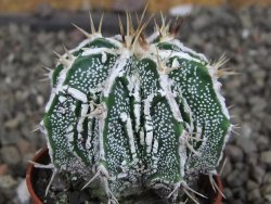 Astrophytum Dinosaur (Fukurio Hannya) pot 5,5 cm - 12407221