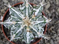 Astrophytum Dinosaur (Fukurio Hannya) pot 5,5 cm - 12407222