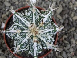Astrophytum Dinosaur (Fukurio Hannya) pot 5,5 cm - 12407223