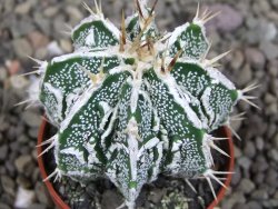 Astrophytum Dinosaur (Fukurio Hannya) pot 5,5 cm - 12407225