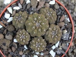 Copiapoa hypogea Lizard skin pot 6,5 cm - 12407227
