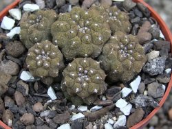 Copiapoa hypogea Lizard skin pot 6,5 cm - 12407228