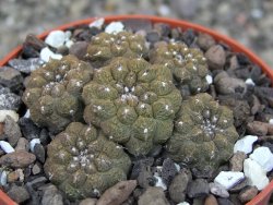 Copiapoa hypogea Lizard skin pot 6,5 cm - 12407230