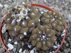 Copiapoa hypogea Lizard skin pot 6,5 cm - 12407231