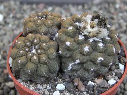 Copiapoa hypogea Lizard skin pot 6,5 cm - 12407235