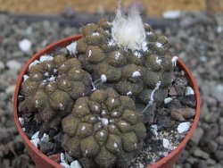 Copiapoa hypogea Lizard skin pot 6,5 cm - 12407238