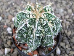 Astrophytum Dinosaur (Fukurio Hannya) pot 5,5 cm - 12407239