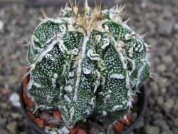 Astrophytum Dinosaur (Fukurio Hannya) pot 5,5 cm - 12407240