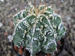 Astrophytum Dinosaur (Fukurio Hannya) pot 5,5 cm - 12407241