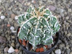 Astrophytum Dinosaur (Fukurio Hannya) pot 5,5 cm - 12407242