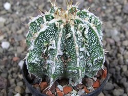 Astrophytum Dinosaur (Fukurio Hannya) pot 5,5 cm - 12407243