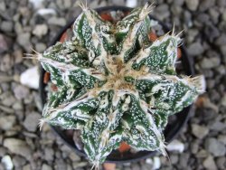 Astrophytum Dinosaur (Fukurio Hannya) pot 5,5 cm