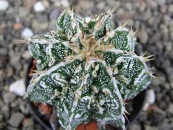 Astrophytum Dinosaur (Fukurio Hannya) pot 5,5 cm - 12407245