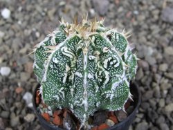 Astrophytum Dinosaur (Fukurio Hannya) pot 5,5 cm - 12407246
