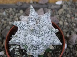 Asrophytum coahuilense Hakuran Snow pot 6,5 cm Roubovaný - 12407265