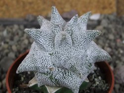 Asrophytum coahuilense Hakuran Snow pot 6,5 cm Roubovaný - 12407267