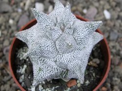 Asrophytum coahuilense Hakuran Snow pot 6,5 cm Roubovaný - 12407268