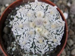 Astrophytum Super Kabuto klon 20/286 pot 6,5 cm Roub - 12407273