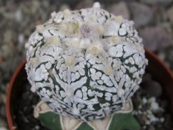 Astrophytum Super Kabuto klon 20/286 pot 6,5 cm Roub - 12407275