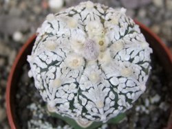 Astrophytum Super Kabuto klon 20/286 pot 6,5 cm Roub - 12407276